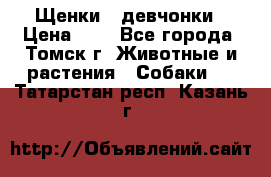 Щенки - девчонки › Цена ­ 2 - Все города, Томск г. Животные и растения » Собаки   . Татарстан респ.,Казань г.